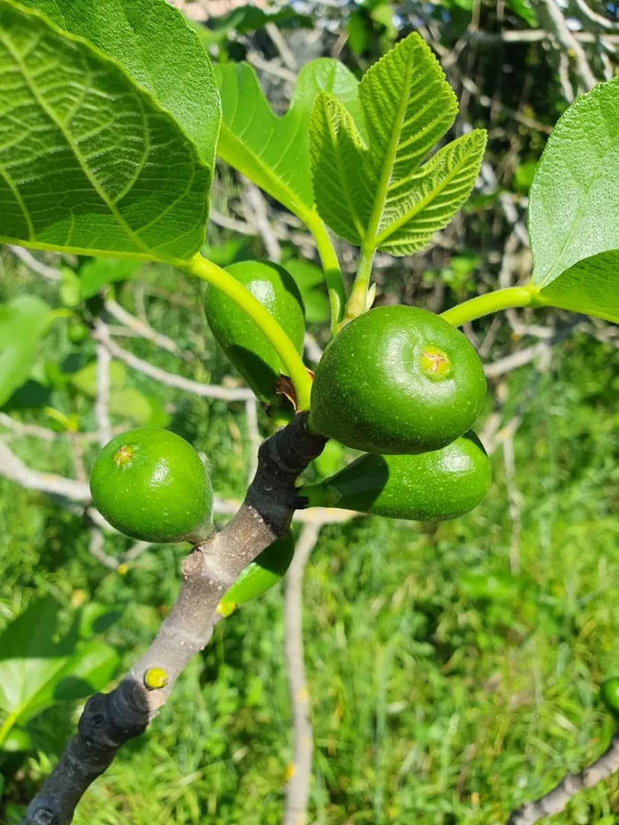 Fichi ancora verdi su un ramo del giardino