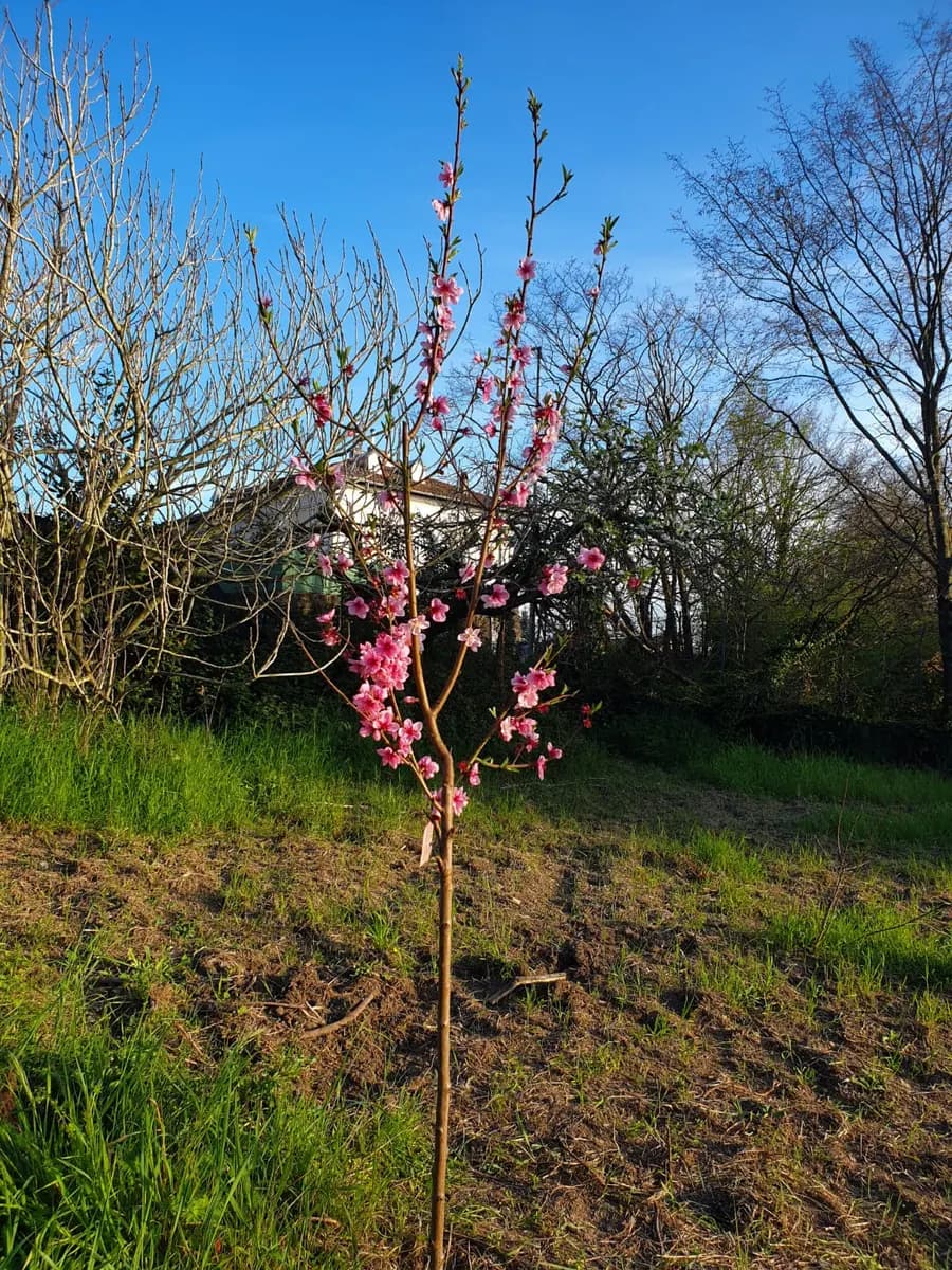 Pesco in fiore nel giardino
